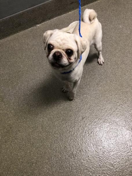 adoptable Dog in Las Vegas, NV named DIAMOND