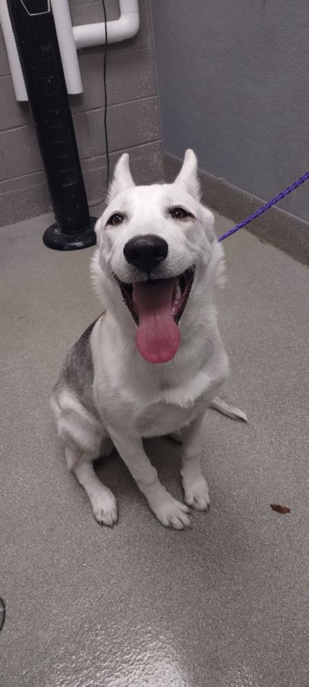 adoptable Dog in Las Vegas, NV named LEAH