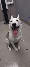 adoptable Dog in , NV named LEAH