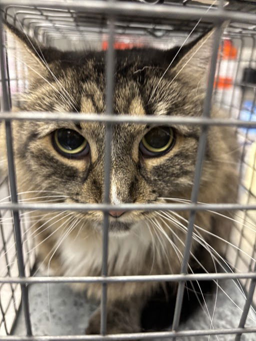 adoptable Cat in Las Vegas, NV named HYDI