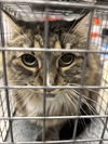 adoptable Cat in , NV named HYDI