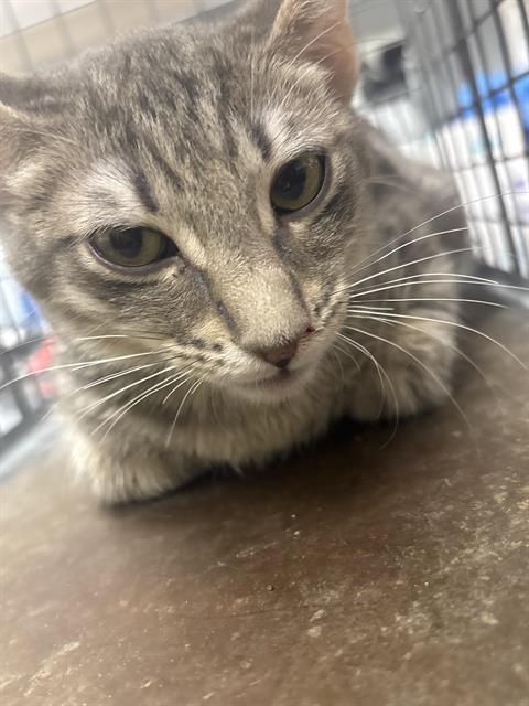 adoptable Cat in Las Vegas, NV named *PABLO