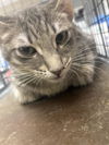 adoptable Cat in , NV named *PABLO