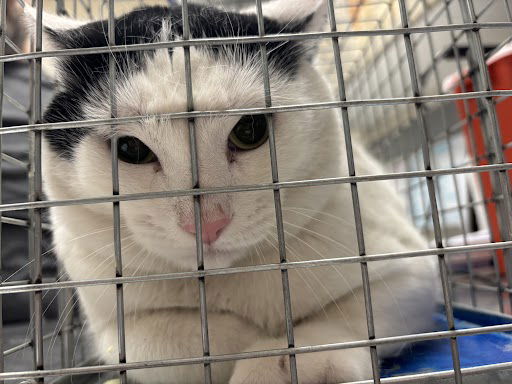 adoptable Cat in Las Vegas, NV named TOBIA