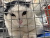 adoptable Cat in , NV named TOBIA