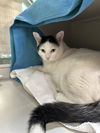 adoptable Cat in Las Vegas, NV named TOBIA