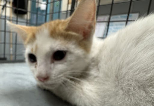 adoptable Cat in Las Vegas, NV named *JOE