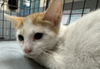 adoptable Cat in , NV named *JOE