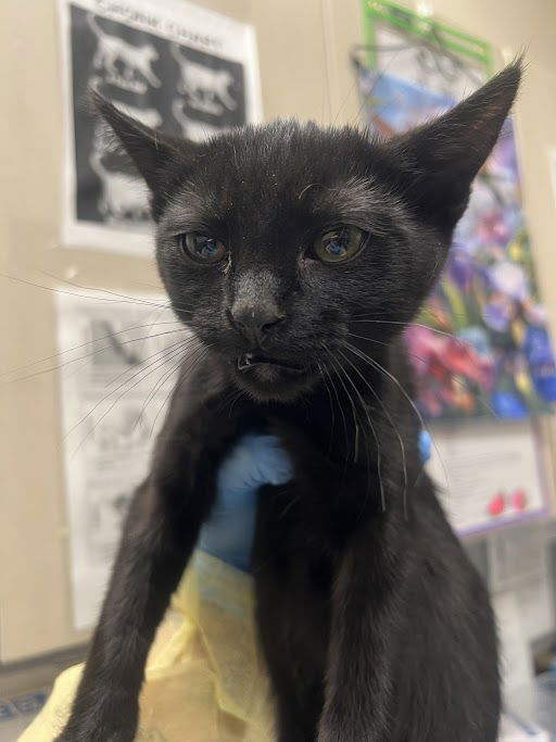 adoptable Cat in Las Vegas, NV named *MORTY