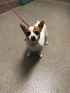 adoptable Dog in , NV named TACO