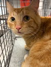 adoptable Cat in , NV named *DRAGONFLY