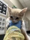 adoptable Cat in , NV named *SUNNY