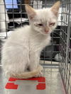 adoptable Cat in Las Vegas, NV named *OCEAN