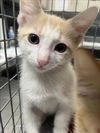 adoptable Cat in Las Vegas, NV named *MARSHMALLOW