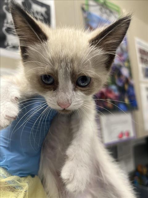 adoptable Cat in Las Vegas, NV named *JUNEBUG