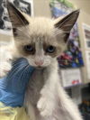 adoptable Cat in Las Vegas, NV named *JUNEBUG