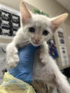 adoptable Cat in Las Vegas, NV named *COTTON CANDY
