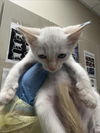 adoptable Cat in Las Vegas, NV named *ICE CREAM