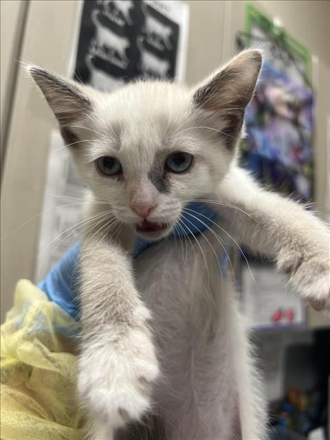adoptable Cat in Las Vegas, NV named *BUTTERFLY