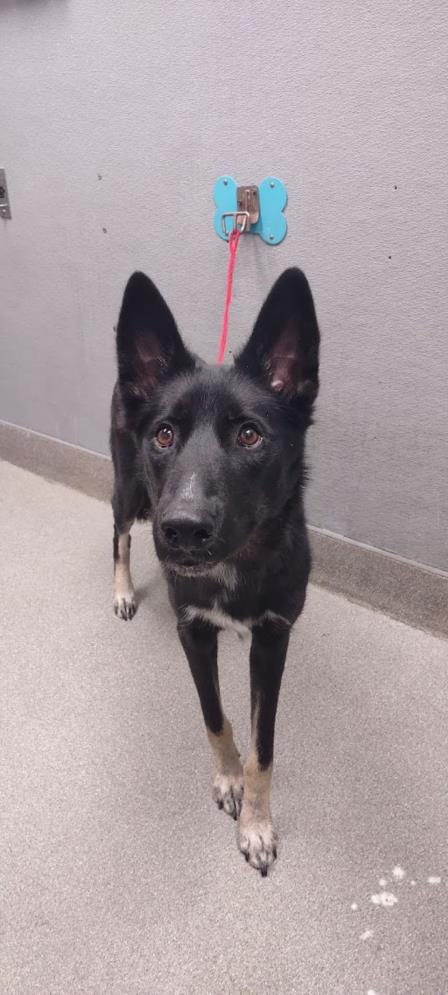 adoptable Dog in Las Vegas, NV named VADER