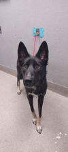 adoptable Dog in Las Vegas, NV named VADER
