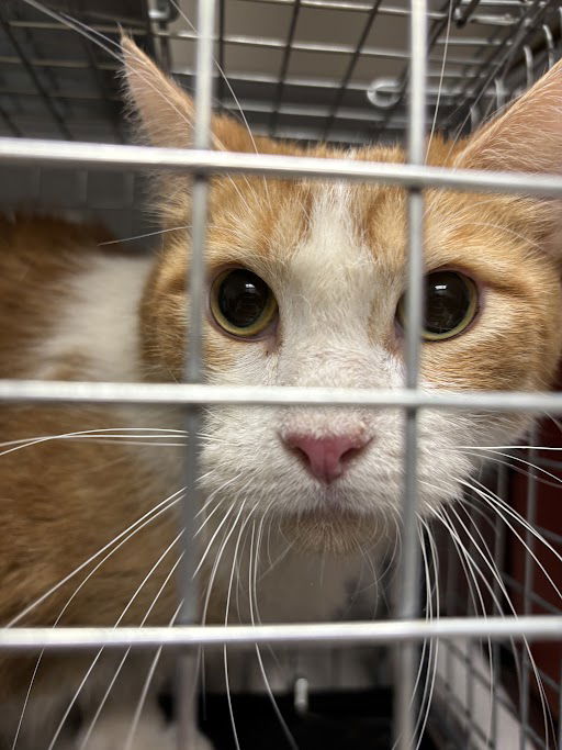 adoptable Cat in Las Vegas, NV named JUPITER