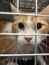 adoptable Cat in Las Vegas, NV named JUPITER
