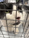 adoptable Cat in Las Vegas, NV named BANDIT