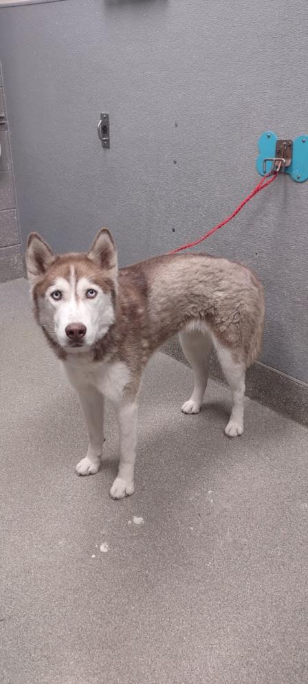 adoptable Dog in Las Vegas, NV named *CINNABON
