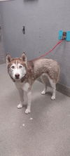 adoptable Dog in  named *CINNABON