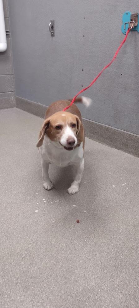 adoptable Dog in Las Vegas, NV named OLIVER