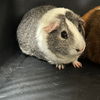 adoptable Guinea Pig in  named PEPPER