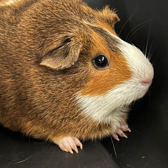 adoptable Guinea Pig in Las Vegas, NV named NUTTELA