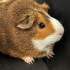 adoptable Guinea Pig in  named NUTTELA
