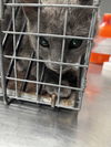 adoptable Cat in Las Vegas, NV named *FRAN