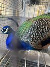 adoptable Bird in , NV named LORD SHEN
