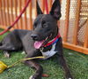 adoptable Dog in  named SEMBA