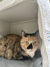 adoptable Cat in  named PRINCESS PEACH