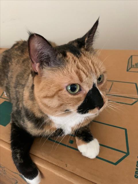 adoptable Cat in Las Vegas, NV named PRINCESS PEACH