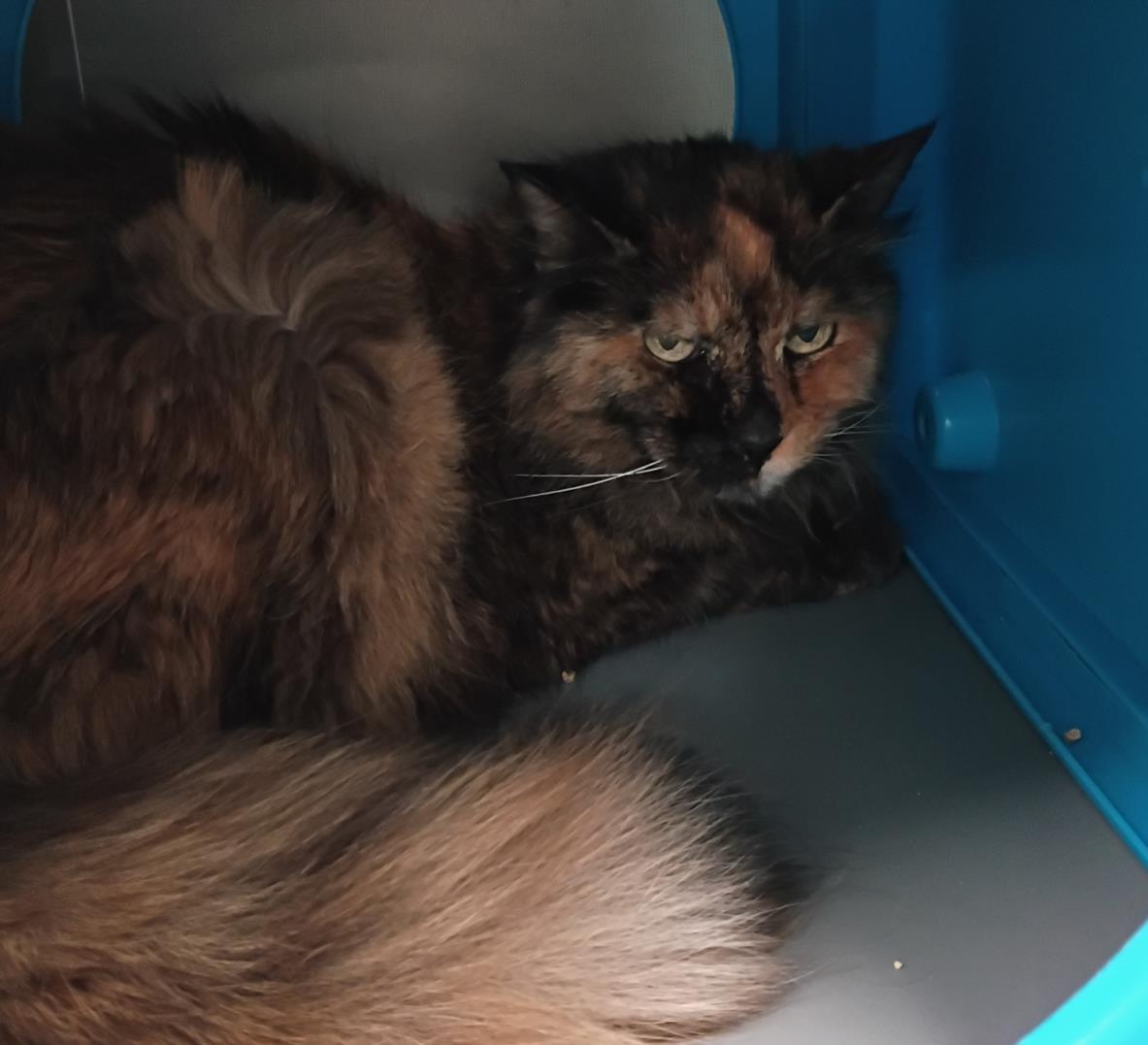 adoptable Cat in Las Vegas, NV named *LIBERTY