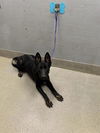 adoptable Dog in  named URSULA
