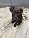 adoptable Dog in  named *BAKSTER