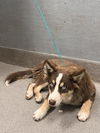 adoptable Dog in  named *ZEV
