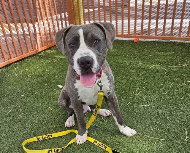 adoptable Dog in Las Vegas, NV named *TED