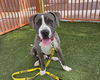 adoptable Dog in  named *TED