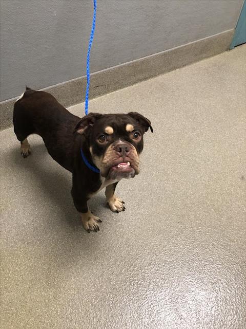 adoptable Dog in Las Vegas, NV named MAGGIE