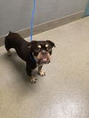 adoptable Dog in , NV named MAGGIE