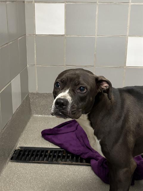 adoptable Dog in Las Vegas, NV named *TROPICAL