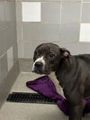adoptable Dog in , NV named *TROPICAL