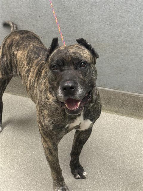 adoptable Dog in Las Vegas, NV named GOTTIE